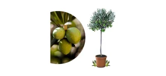 Olivenbaum - Mediterranes Flair für Garten und Terrasse