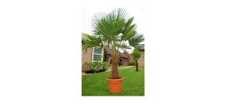 Chinesische Hanfpalme - Robuste und winterharte Palme für Garten und Terrasse
