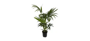 Kentia-Palme