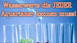 Wasserwerte verstehen: Diese Wassertests brauchen Sie!